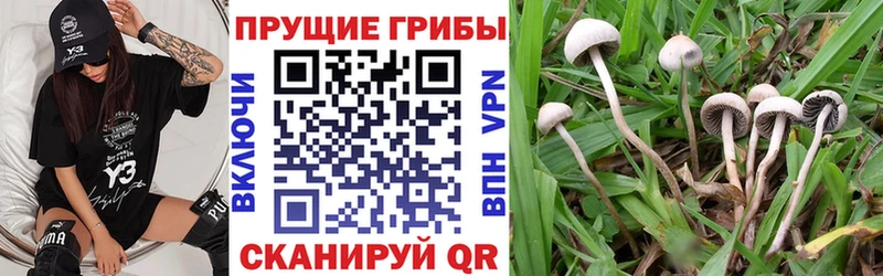 где купить наркоту Хвалынск Псилоцибиновые грибы Psilocybe